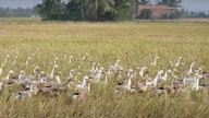 התפרצות של שפעת העופות H5N1 התגלתה במחוז דונג טאפ.