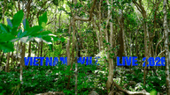 Vietnam Wild Live от VTV: Изучение разнообразной экосистемы национального парка Кон Дао.