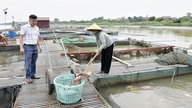 A queda dos preços e as condições climáticas adversas estão exercendo dupla pressão sobre os piscicultores em gaiolas em Bac Ninh.