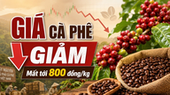 Precios del café hoy, 24 de junio: Los precios nacionales caen bruscamente, los precios del café arábica se disparan.