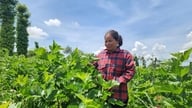 Mme H'Liêm – une femme de l'ethnie Ma qui a fait fortune grâce à la terre, donnant aux autres villageois les moyens de s'émanciper.