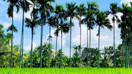 গেটের সামনে সুপারি গাছের ছায়া