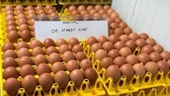 A WMU pretende liderar o mercado de ovos de galinhas criadas soltas no Sudeste Asiático.