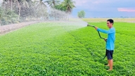 Ca Mau îmbunătățește capacitatea de alimentare cu apă curată pentru a deservi 130.000 de gospodării.