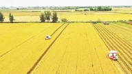 Yeşil üretim bölgeleri planlaması, Vietnam tarım ürünlerinin konumunu güçlendirme.