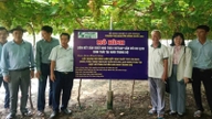 Koppla samman VietGAP:s druv- och äppelproduktion med turismutveckling.
