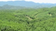 La provincia de Nghe An cuenta con 5 proyectos que requieren un cambio en el uso del suelo, pasando de terrenos forestales a otros usos.