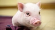 Harga daging babi hari ini, 24 Juni 2026: Berbalik arah dan turun sebesar 1.000 VND.