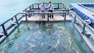 L'isola di Hon Nghe attende la rimozione degli ostacoli per poter raggiungere traguardi importanti.