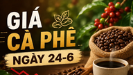 Precios del café el 24 de junio: Bajaron otros 800 VND, situándose cerca de los 88.000 VND/kg.