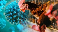 Xuất hiện ổ dịch cúm gia cầm A/H5N1 tại xã Tân Thới, Đồng Tháp
