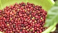 Preços do café hoje, 24 de junho de 2026: Ligeiro aumento de 100-200 VND/kg.