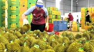 Esportare frutta e verdura in Cina: l'era in cui bastava vendere di più per vincere è finita.