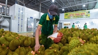 Vietnam-Çin tarım ticaretini yeni bir seviyeye taşıyoruz.