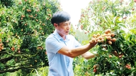 Bac Ninh: Alta renda proveniente de pomares de lichia interligados na comuna de Kien Lao.