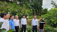 Tuyen Quang rozvíjí koncentrovanou oblast pěstování longanů orientovanou na komerční produkci.