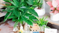 Welke feng shui-plant kan mensen die in het jaar van de Tijger zijn geboren helpen om snel carrière te maken?