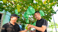 Besuchen Sie den Pfingstrosen-Weinberg – ein einzigartiges Erlebnis in Quang Ngai.