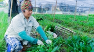 Korianterin viljelyn tehokkuus Thai Tan -maaperässä.