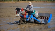 Avantages pratiques du semis en grappes à l'aide de machines.