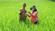El programa "Agricultores que aprenden de agricultores" aplica una gestión integrada de la salud de los cultivos.