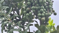 آجیل ماکادمیای لانگ سون بازار بین‌المللی را هدف قرار داده است.