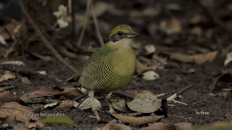 De meest trouwe vogelsoort ter wereld is ontdekt in Vietnam.