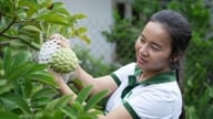 Por que há menos atemoias em Tay Ninh agora, mas seu valor aumentou exponencialmente?