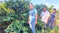 Hasil tak terduga dari proyek produksi kopi organik.
