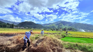 Farmers in Tu Le commune are rushing to continue the golden harvest season.