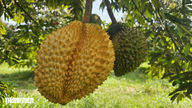 By wrapping durian fruits tightly around the tree, farmers in Dong Nai province harvest unusually bright yellow fruit.