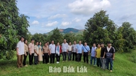 Membangun 10 kebun durian percontohan yang terhubung dengan pengalaman wisata pertanian di Krông Nô.