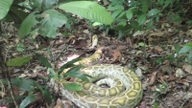 Een python van 20 kg is uitgezet in het Cat Ba-bos in Hai Phong.