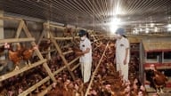 Orașul Ho Și Min își intensifică eforturile de prevenire și control al trei boli periculoase care afectează animalele.