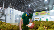Cum cuceresc produsele agricole vietnameze piața chineză?