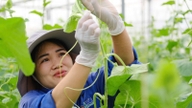 องค์การอาหารและเกษตรแห่งสหประชาชาติ (FAO) ประจำเวียดนาม ขอเชิญชวนเสนอชื่อสตรีผู้มีผลงานโดดเด่นในภาคเกษตรกรรม จำนวน 8 ท่าน