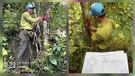 Quando la silvicoltura rappresenta un punto debole per Nghe An?: [Parte 5] L'arduo compito di delimitare e promuovere la rigenerazione forestale