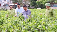 Bac Ninh: Die vereinzelten Baumpflanzungen übertreffen den Jahresplan um 16,7 %.