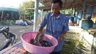 Dopo aver perso miliardi di dong a causa di fallimenti, un uomo di Binh Dinh (ora provincia di Gia Lai) guadagna ora mezzo miliardo di dong all'anno grazie a una specie di pesce che si riproduce nelle profondità marine.