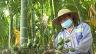 Cây cau xanh vỏ, “đỏ thương lái”?