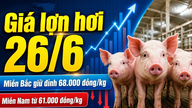 Giá lợn hơi hôm nay 26/6: Chênh lệch 7.000 đồng/kg giữa ba miền