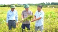 Xã này ở Hà Tĩnh, dân trồng thứ “sâm tiến vua”, thu hàng chục triệu đồng/vụ, hễ bán là hết cả ruộng