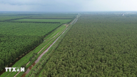 ស្វែងយល់ពីព្រៃ U Minh Ha ដែលជាព្រៃ melaleuca ដ៏ល្បីល្បាញនៅភាគខាងត្បូងបំផុតនៃប្រទេសវៀតណាម។