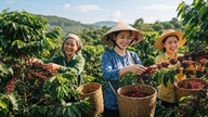 Harga kopi hari ini, 26 Juni: Melonjak, wilayah Dataran Tinggi Tengah mengalami kenaikan tambahan 700 VND/kg.