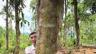 Da Nang menggalakkan penanaman hutan balak yang besar dan pengeluaran pensijilan FSC.