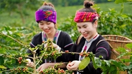Esta mujer está liderando el camino de los granos de café de la minoría étnica Van Kieu hacia una transformación ecológica y un desarrollo sostenible.