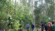I servizi ambientali forestali hanno generato quasi 18.800 miliardi di VND in 5 anni.