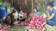 Gemeente Phu Xuyen: een bruisend lotusbloemenoogstseizoen