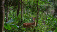 Soixante cerfs et wapitis exceptionnellement rares seront relâchés dans la forêt.