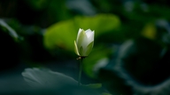 ดอกบัวที่สวยงามน่าทึ่งในลาวกาย